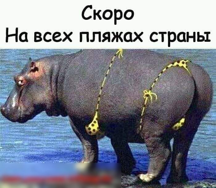 Бегемот сзади фото