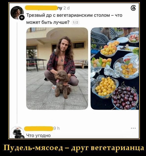 Трезвый др с вегетарианским столом – что может быть лучше? Что угодно. Пудель-мясоед – друг вегетарианца.
