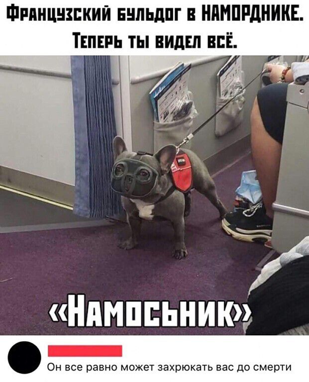 ФРАНЦУЗСКИЙ БУЛЬДОГ В НАМОРДНИКЕ. ТЕПЕРЬ ТЫ ВИДЕЛ ВСЁ. «НАМОСЬНИК» Он все равно может захрюкать вас до смерти