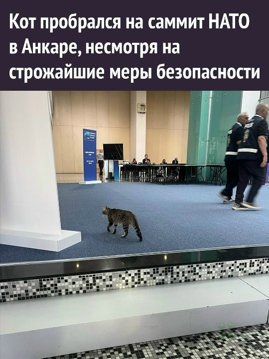Кот пробрался на саммит НАТО в Анкаре, несмотря на строжайшие меры безопасности