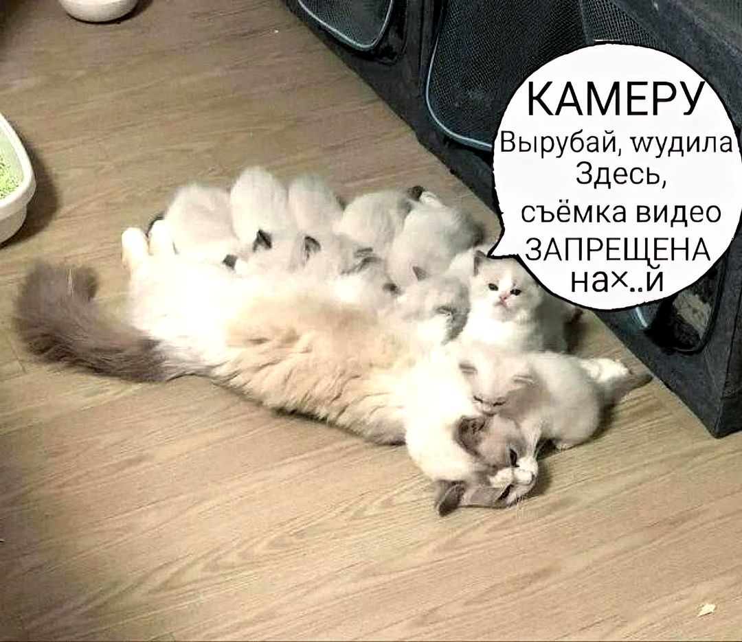 КАМЕРУ Вырубай, шудила. Здесь, съёмка видео ЗАПРЕЩЕНА нах..й