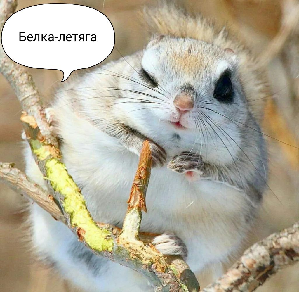 Белка-летяга