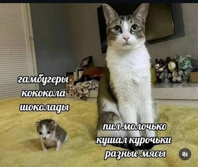 гамбугеры кококола шоколады пил молочко кушал курочки разные мясы