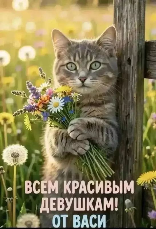 ВСЕМ КРАСИВЫМ ДЕВУШКАМ! ОТ ВАСИ