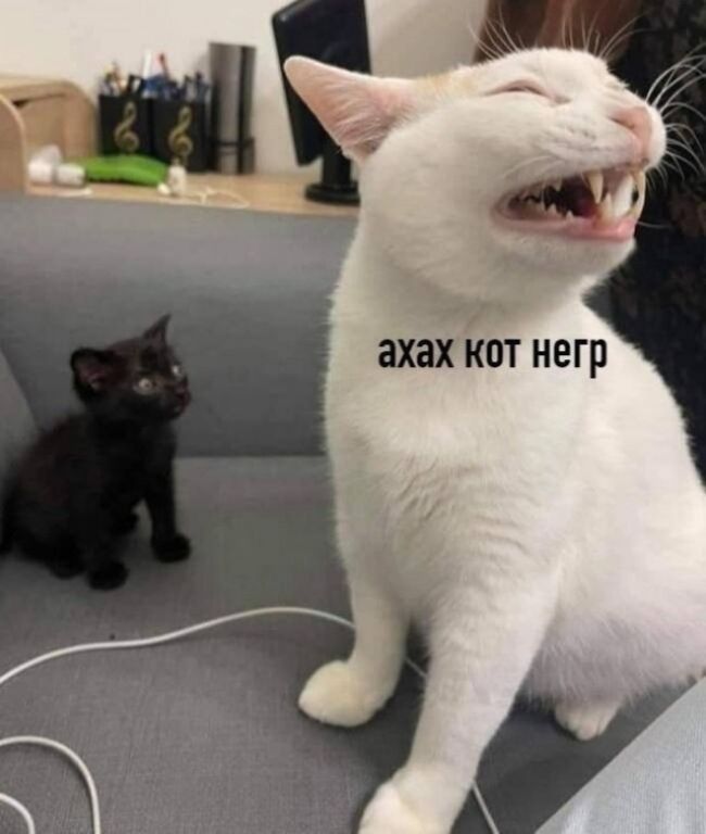 ахах кот негр