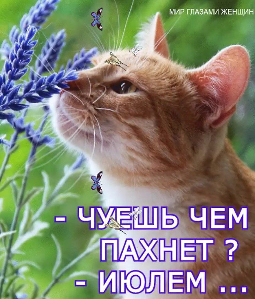 МИР ГЛАЗАМИ ЖЕНЩИН
- ЧУЕШЬ ЧЕМ ПАХНЕТ ?
- ИЮЛЕМ ...
