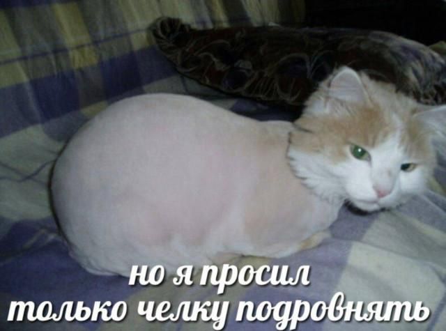 но я просил только челку подровнять
