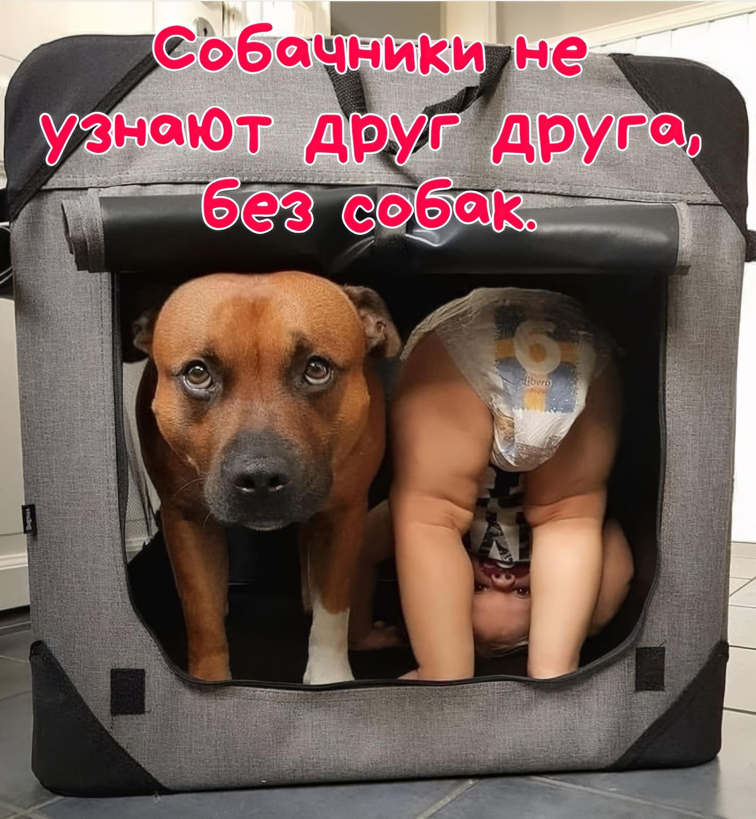 Собачники не узнают друг друга, без собак.