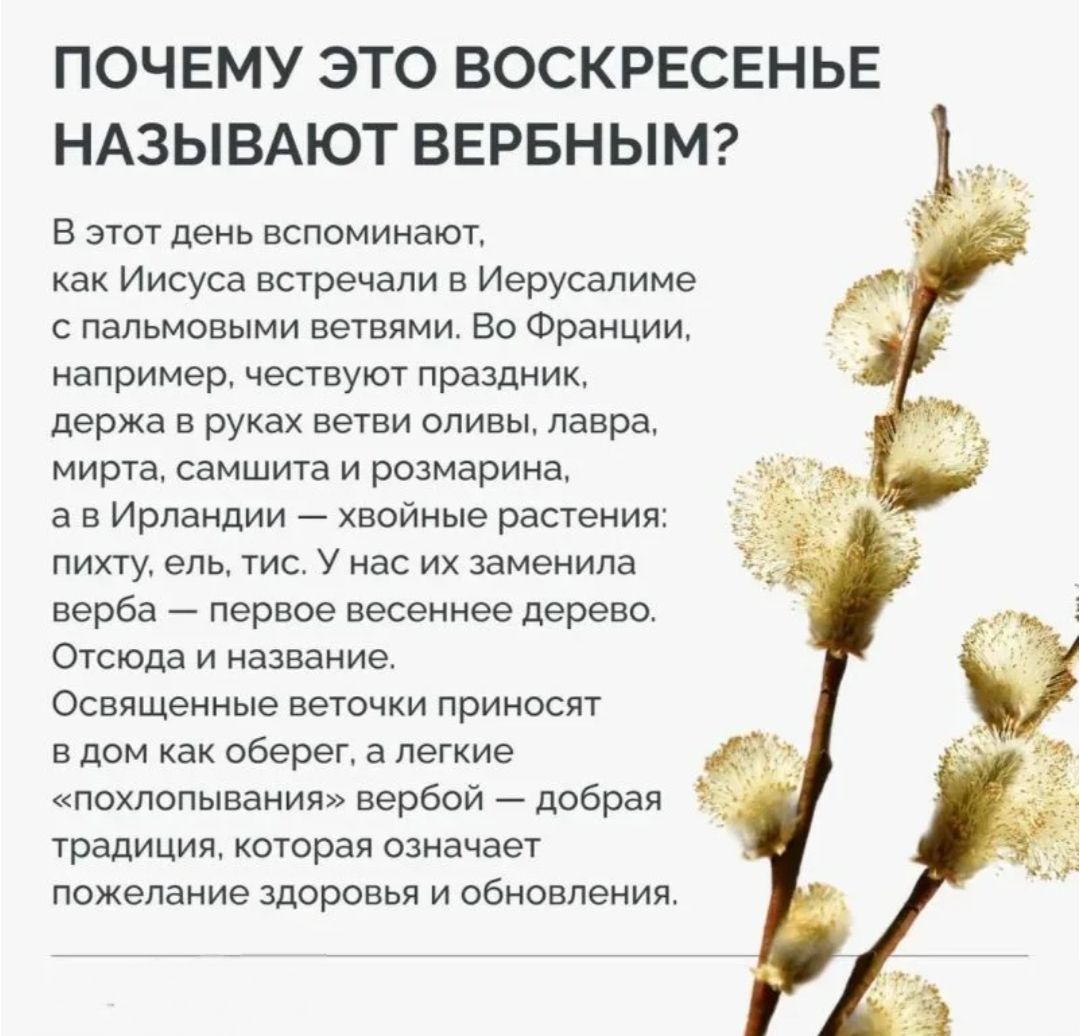 ПОЧЕМУ ЭТО ВОСКРЕСЕНЬЕ НАЗЫВАЮТ ВЕРБНЫМ? В этот день вспоминают, как Иисуса встречали в Иерусалиме с пальмовыми ветвями. Во Франции, например, чествуют праздник, держа в руках ветви оливы, лавра, мирта, самшита и розмарина, а в Ирландии — хвойные растения: пихту, ель, тис. У нас их заменила верба — первое весеннее дерево. Отсюда и название.