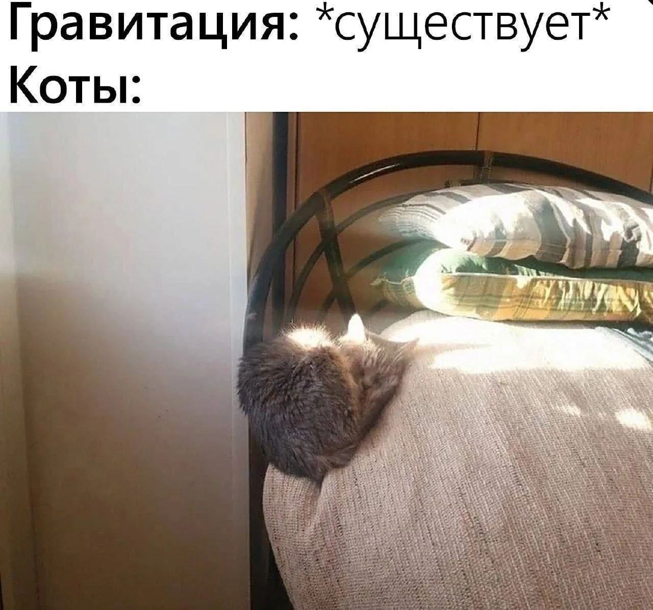 Гравитация: *существует* Коты:
