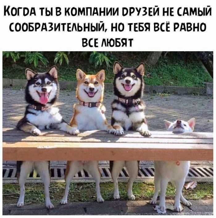 Когда ты в компании друзей не самый сообразительный, но тебя всё равно все любят