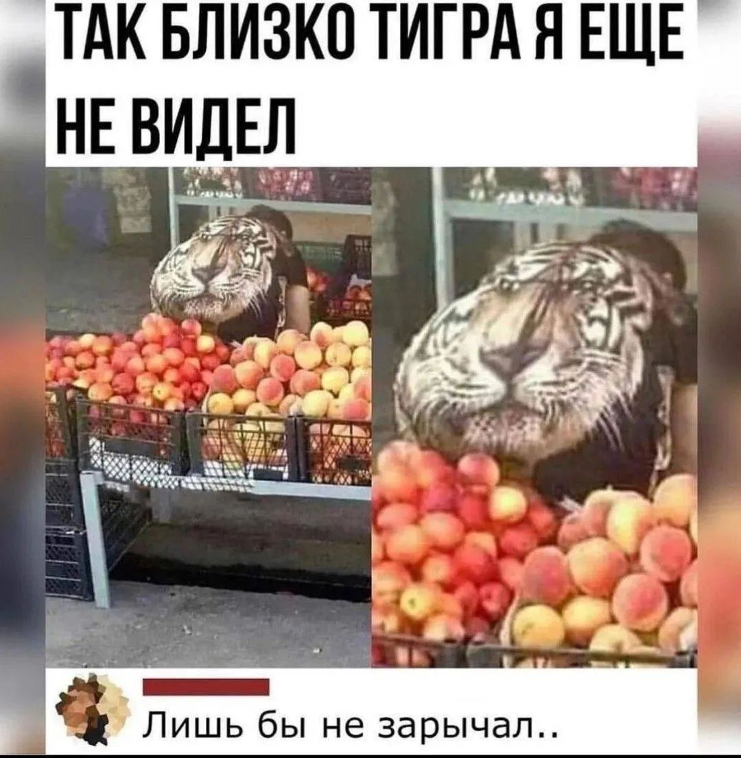ТАК БЛИЗКО ТИГРА Я ЕЩЕ НЕ ВИДЕЛ Лишь бы не зарычал..