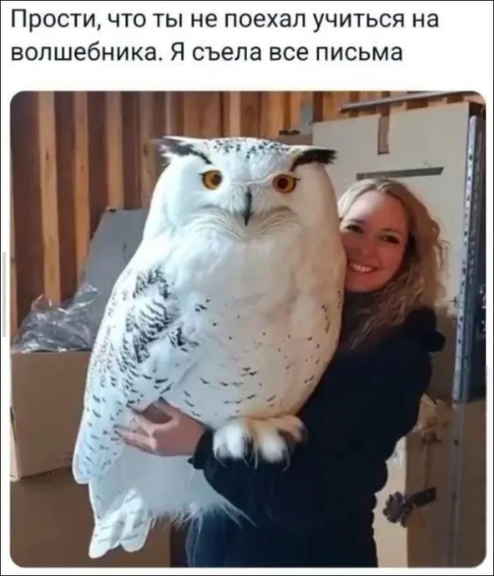 Прости, что ты не поехал учиться на волшебника. Я съела все письма