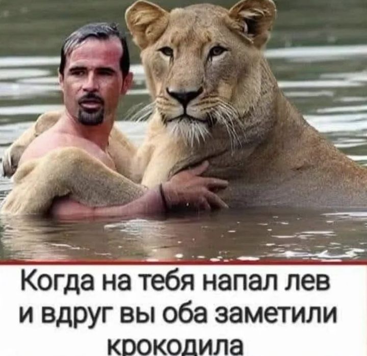 Когда на тебя напал лев и вдруг вы оба заметили крокодила