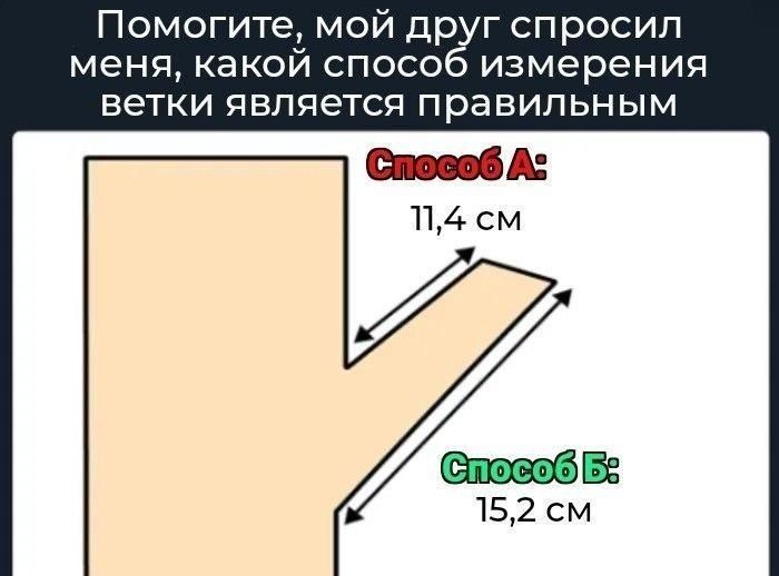 Помогите, мой друг спросил меня, какой способ измерения ветки является правильным Способ А: 11,4 см Способ Б: 15,2 см