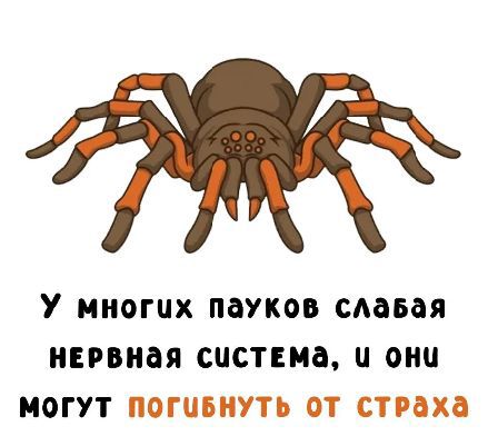 У многих пауков слабая нервная система, и они могут погибнуть от страха