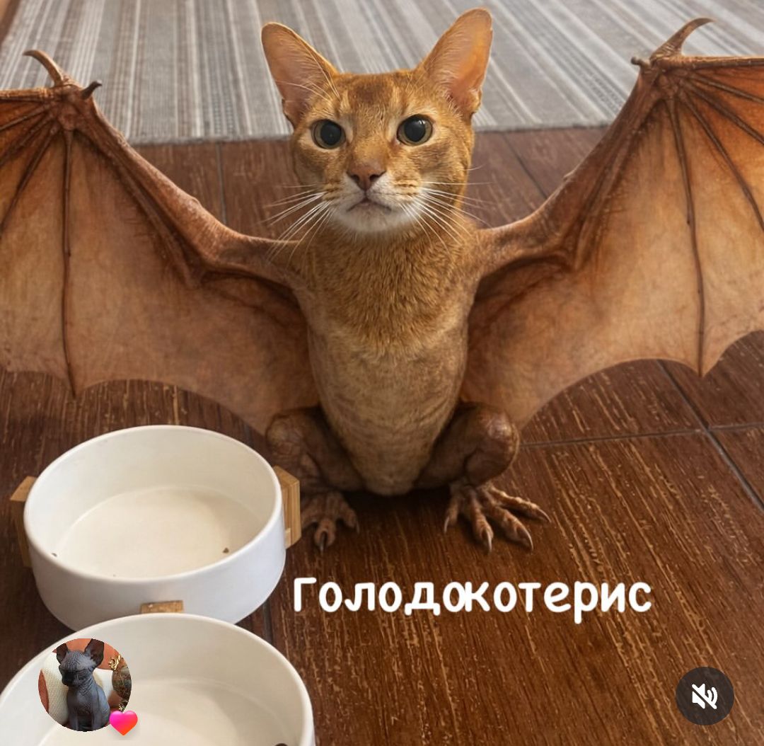 Голодокотерис