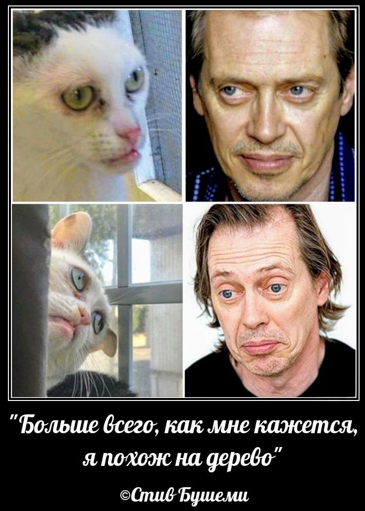 Больше всего, как мне кажется, я похож на дерево. Стив Бушеми.