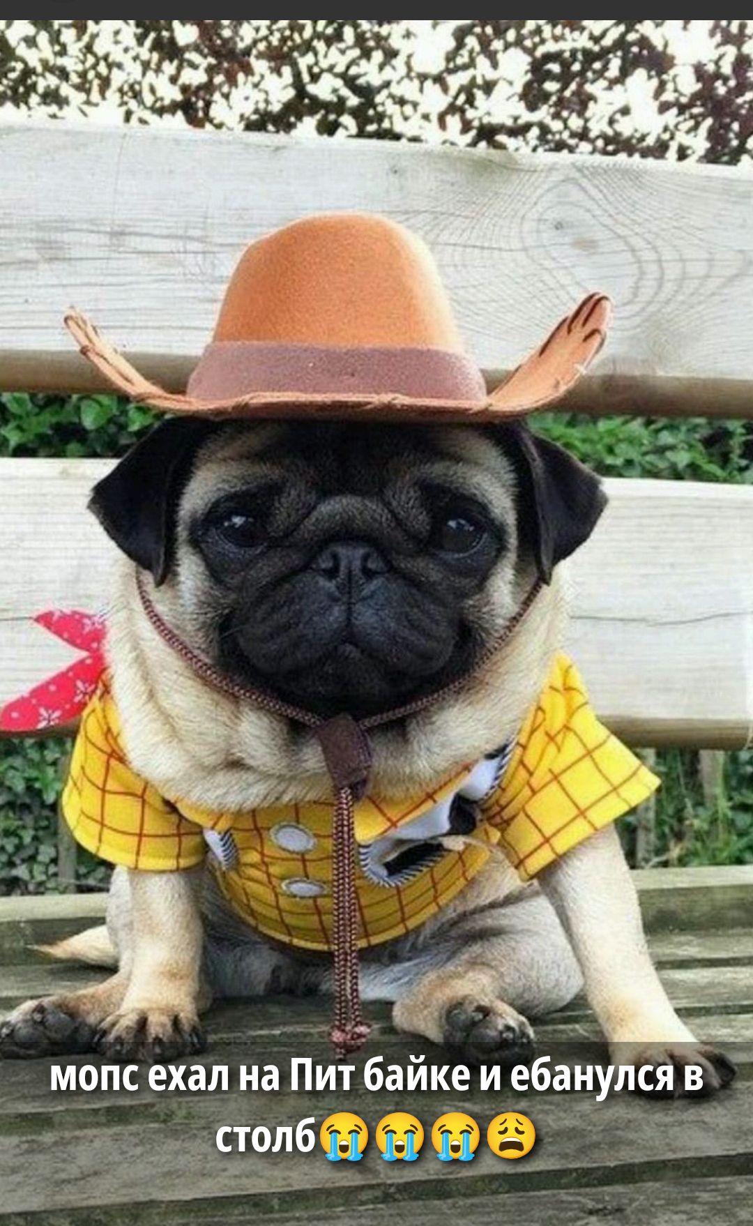 мопс ехал на Пит байке и ебанулся в столб 😭😭😭🥺