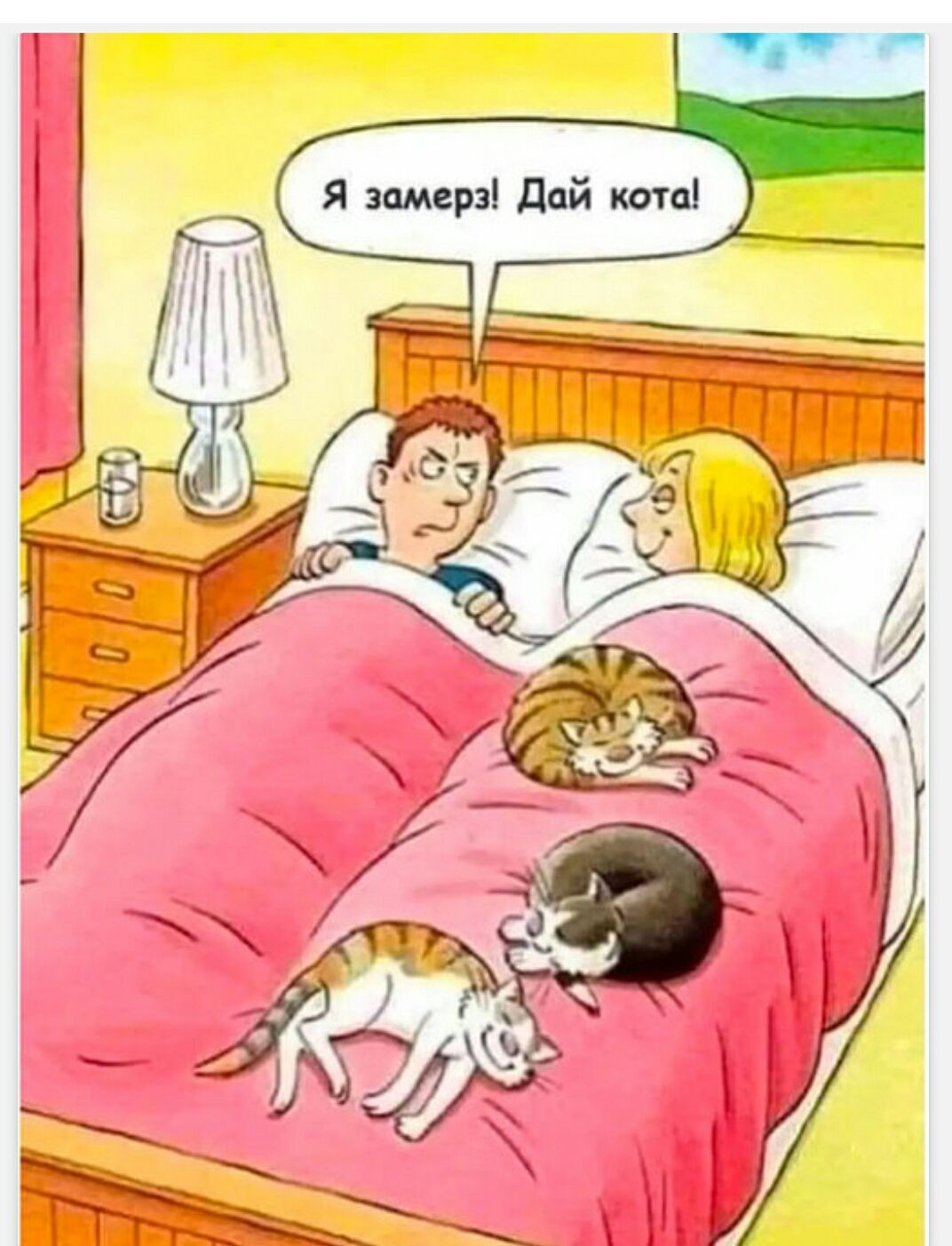 Я замерз! Дай кота!