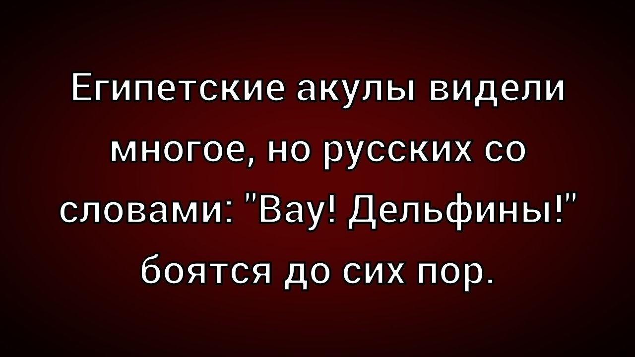 Египетские акулы видели многое, но русских со словами: 