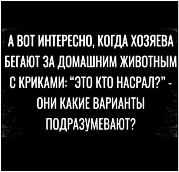 А вот интересно, когда хозяева бегают за домашним животным с криками: 