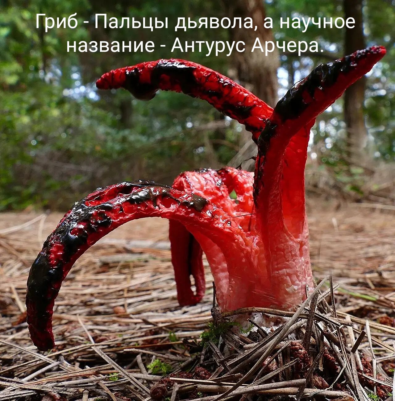 Гриб - Пальцы дьявола, а научное название - Антурус Арчера.