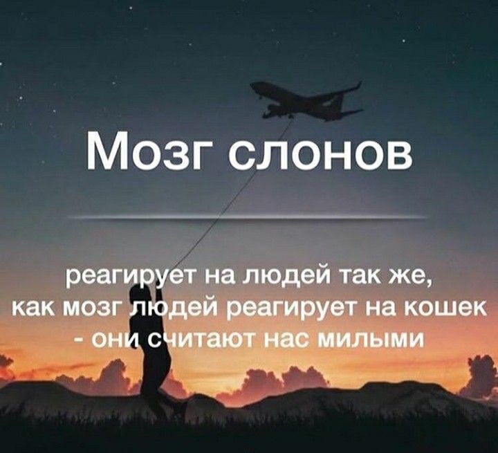 Мозг слонов реагирует на людей так же, как мозг людей реагирует на кошек - они считают нас милыми