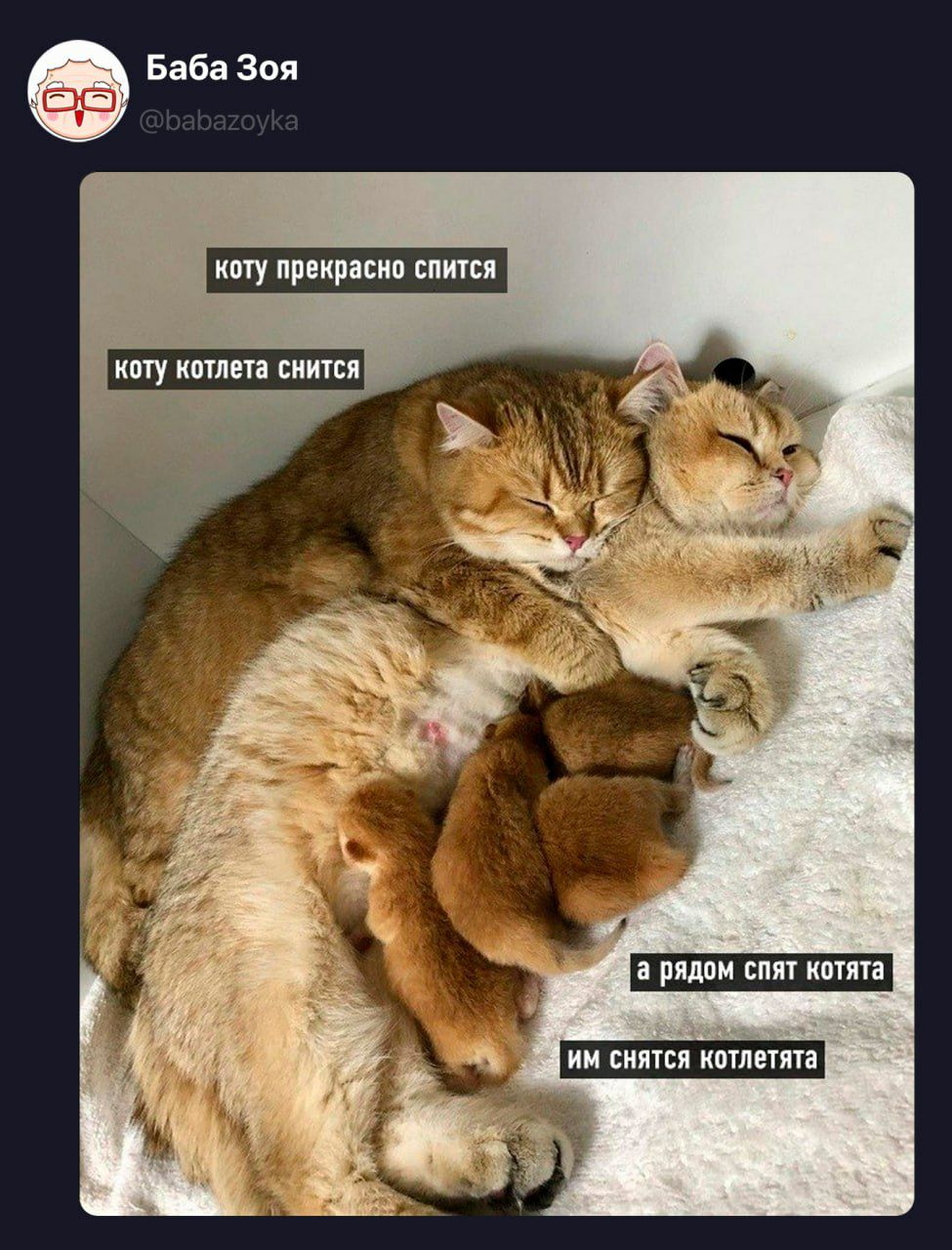 коту прекрасно спится коту котлета снится а рядом спят котята им снятся котлетята