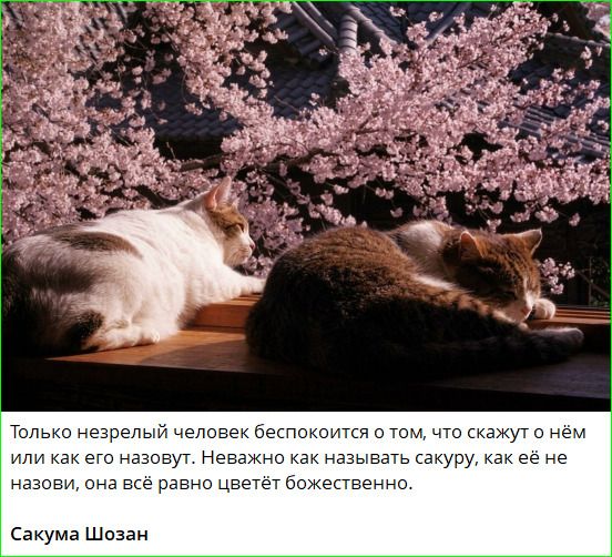 Только незрелый человек беспокоится о том, что скажут о нём или как его назовут. Неважно как называть сакуру, как её не назови, она всё равно цветёт божественно. Сакума Шозан