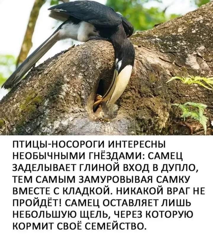 Птицы-носороги интересны необычными гнёздами: самец заделывает глиной вход в дупло, тем самым замуровывая самку вместе с кладкой. Никакой враг не пройдёт! Самец оставляет лишь небольшую щель, через которую кормит своё семейство.