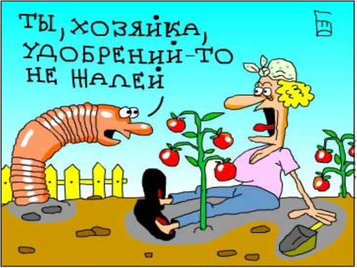 ТЫ, ХОЗЯЙКА, УДОБРЕНИЙ-ТО НЕ ЖАЛЕЙ