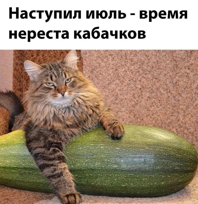 Наступил июль - время нереста кабачков
