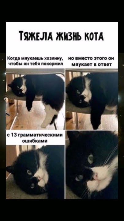 ТЯЖЕЛА ЖИЗНЬ КОТА Когда мяукаешь хозяину, чтобы он тебя покормил, но вместо этого он мяукает в ответ с 13 грамматическими ошибками