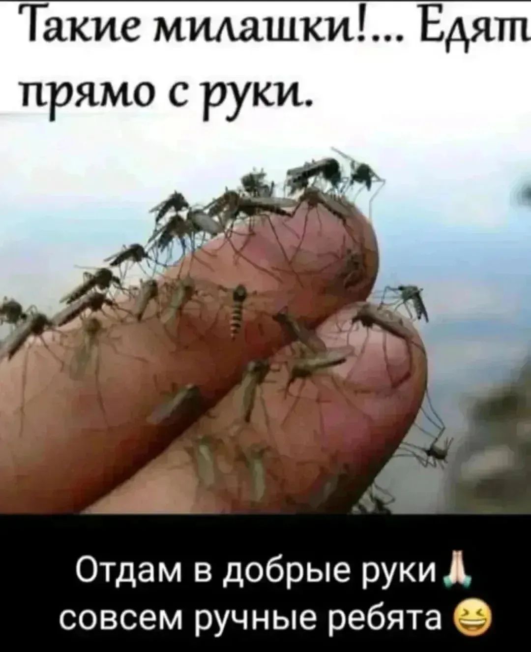 Такие милашки!... Едят прямо с руки. Отдам в добрые руки 🙏 совсем ручные ребята 😂