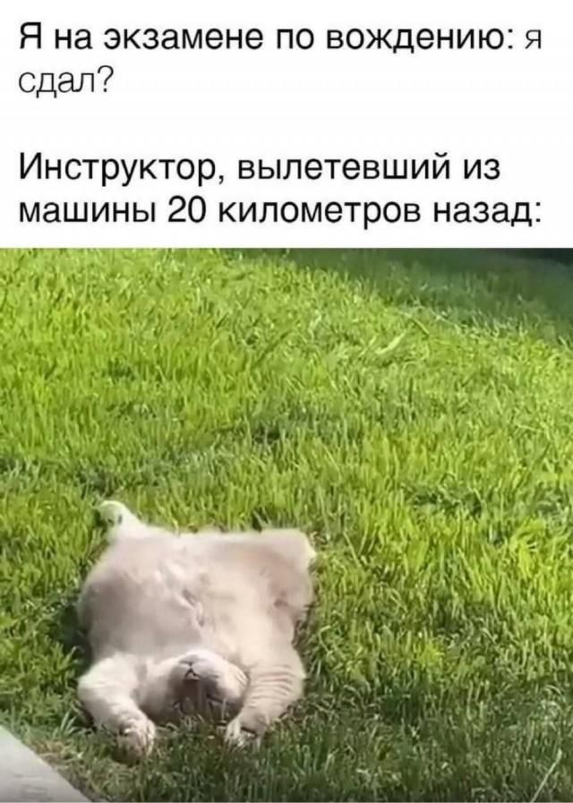 Я на экзамене по вождению: я сдал? Инструктор, вылетевший из машины 20 километров назад: