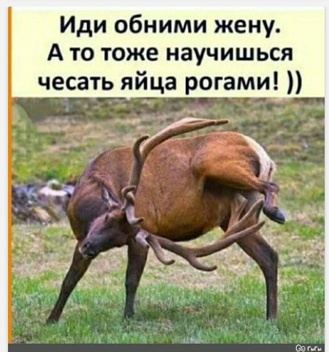 Иди обними жену. А то тоже научишься чесать яйца рогами! ))
