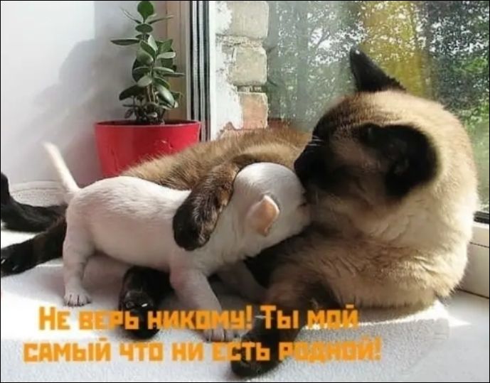 НЕ ВЕРЬ НИКОМУ! ТЫ МОЙ САМЫЙ ЧТО НИ ЕСТЬ РОДНОЙ!