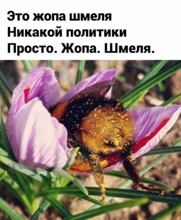 Это жопа шмеля Никакой политики Просто. Жопа. Шмеля.