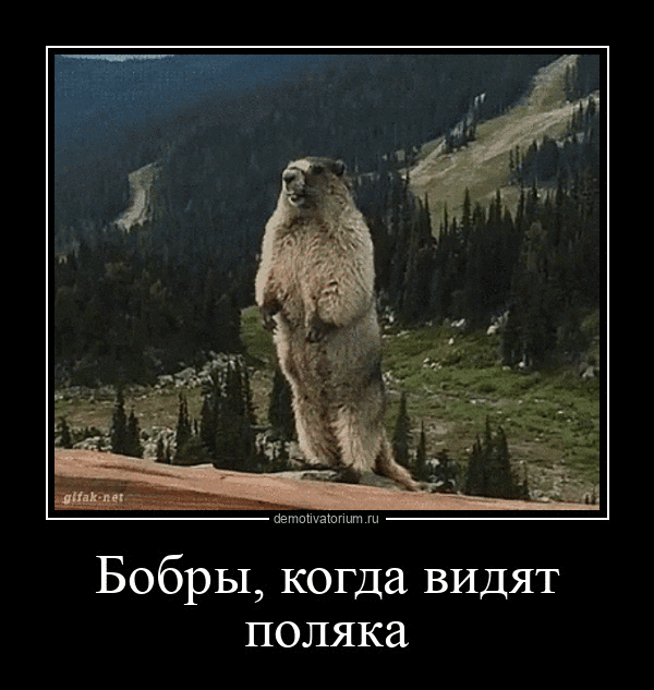 Бобры, когда видят поляка