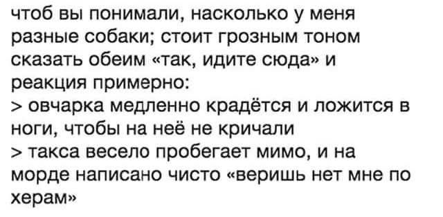 чтоб вы понимали, насколько у меня разные собаки; стоит грозным тоном сказать обеим «так, идите сюда» и реакция примерно: > овчарка медленно крадётся и ложится в ноги, чтобы на неё не кричали > такса весело пробегает мимо, и на морде написано чисто «веришь нет мне по херам»