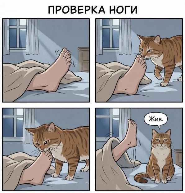 ПРОВЕРКА НОГИ Жив.