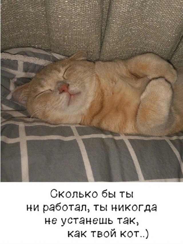 Сколько бы ты ни работал, ты никогда не устанешь так, как твой кот..)