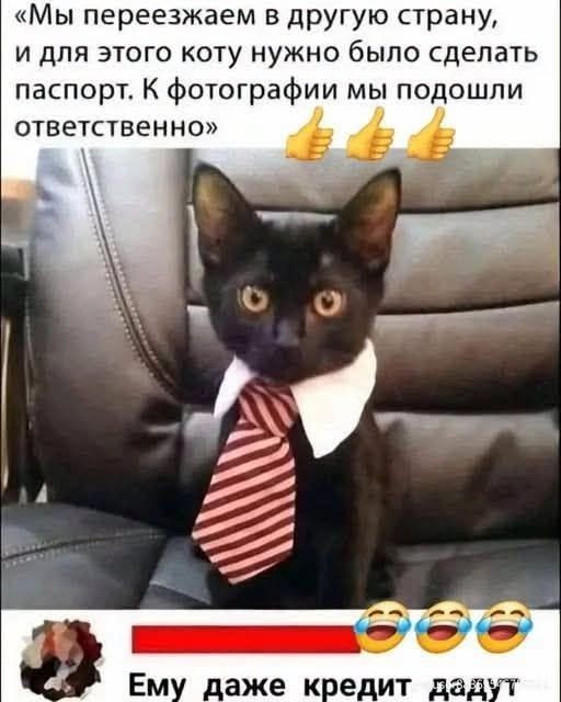 Мы переезжаем в другую страну, и для этого коту нужно было сделать паспорт. К фотографии мы подошли ответственно. Ему даже кредит дадут.