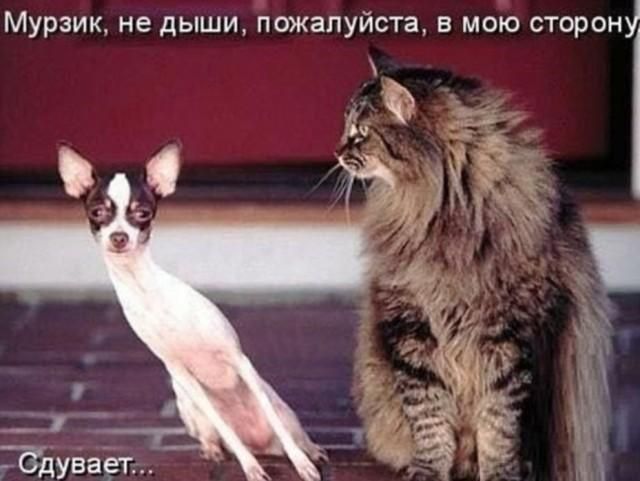 Мурзик, не дыши, пожалуйста, в мою сторону Сдувает...