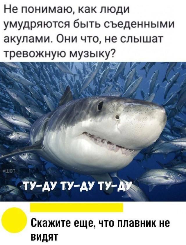 Не понимаю, как люди умудряются быть съеденными акулами. Они что, не слышат тревожную музыку? #ШВТ ТУ-ДУ ТУ-ДУ ТУ-ДУ Скажите еще, что плавник не видят
