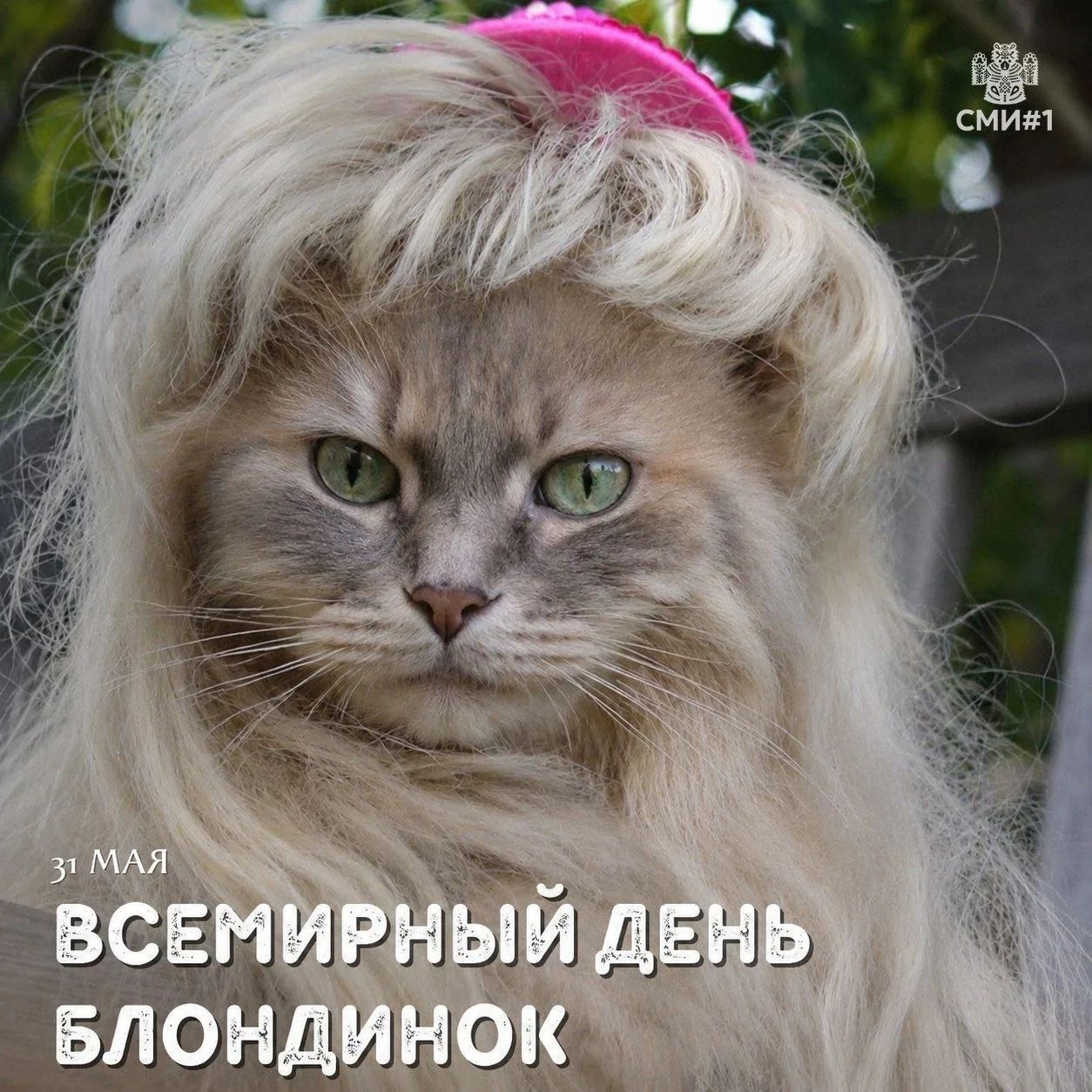 31 МАЯ ВСЕМИРНЫЙ ДЕНЬ БЛОНДИНОК. Кот в парике и розовой шапке.