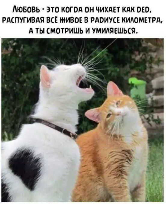 Любовь - это когда он чихает как ded, распугивая всё живое в радиусе километра, а ты смотришь и умиляешься.