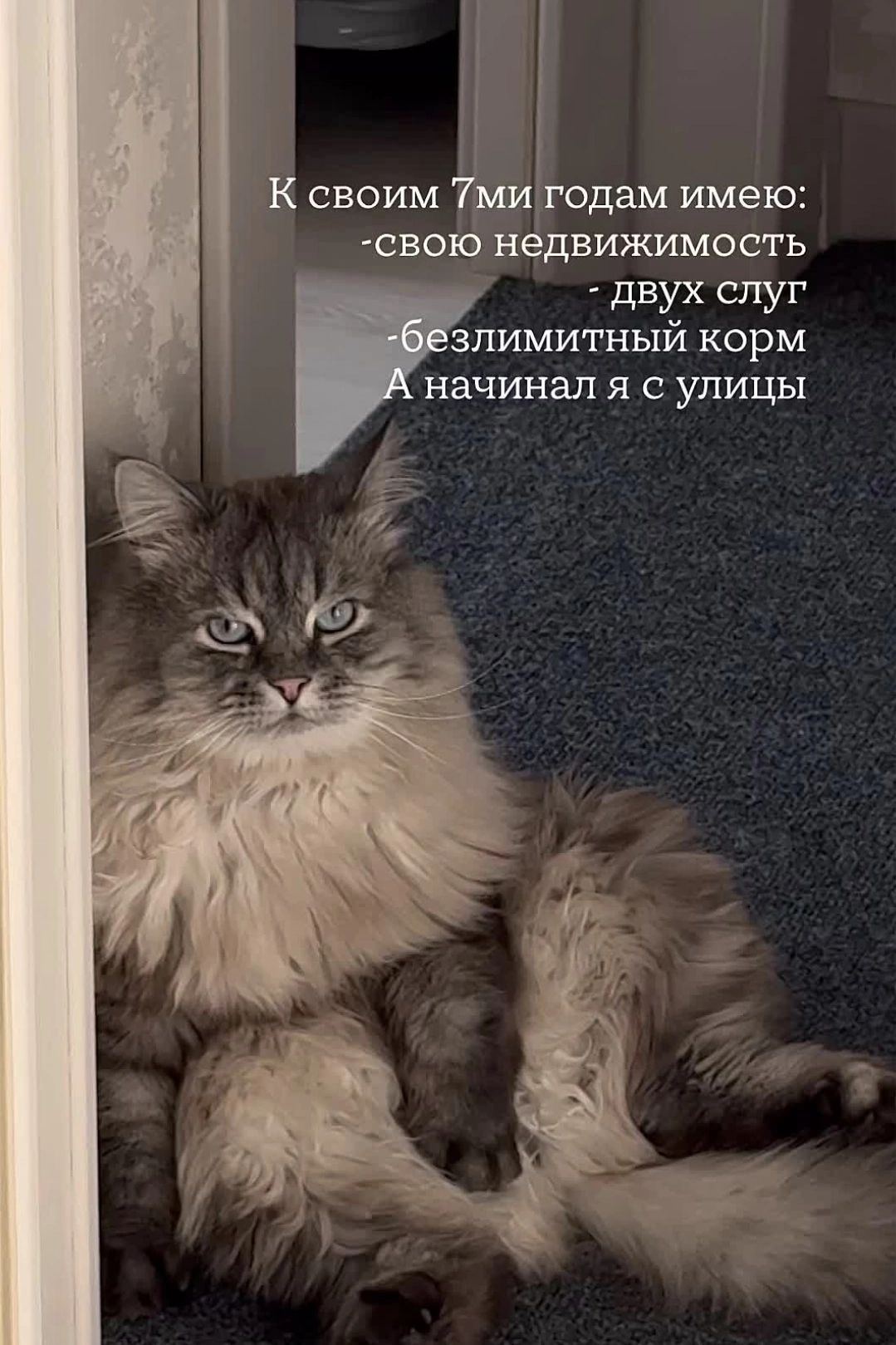 К своим 7ми годам имею: - свою недвижимость - двух слуг - безлимитный корм А начинал я с улицы