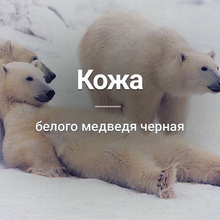 Кожа белого медведя черная